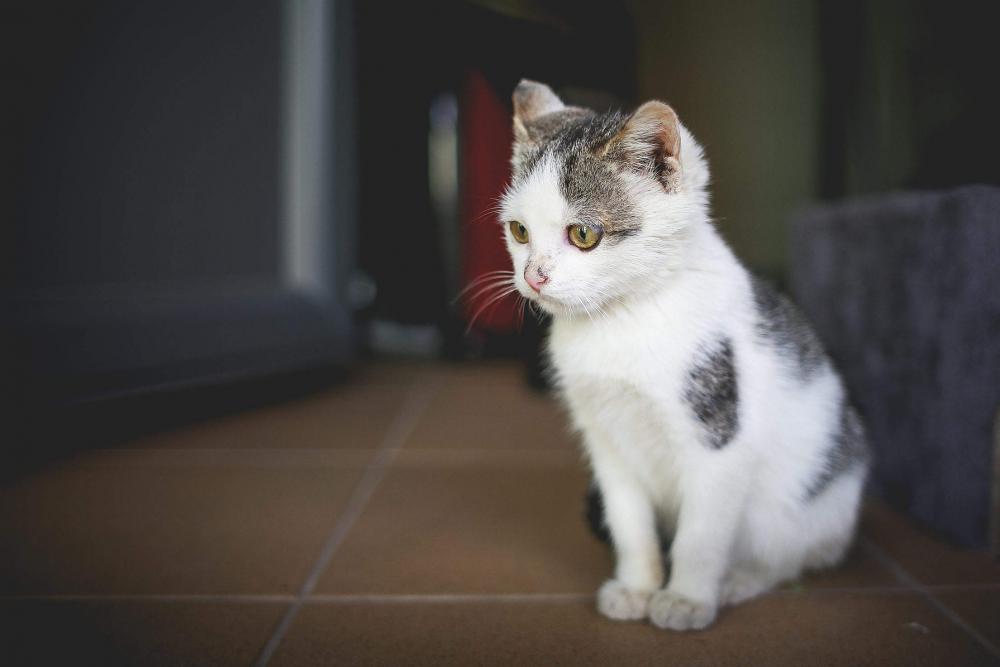 Cute Little Cat at Home Cute Little Cat at Home