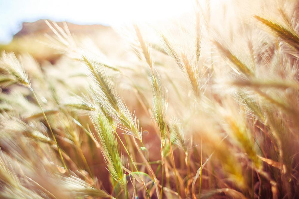 Wheat Close Up Wheat Close Up