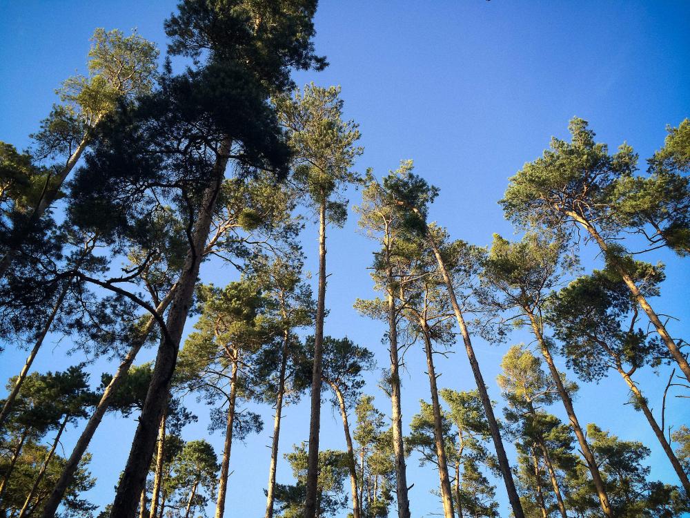 Another Trees in the Forest Another Trees in the Forest