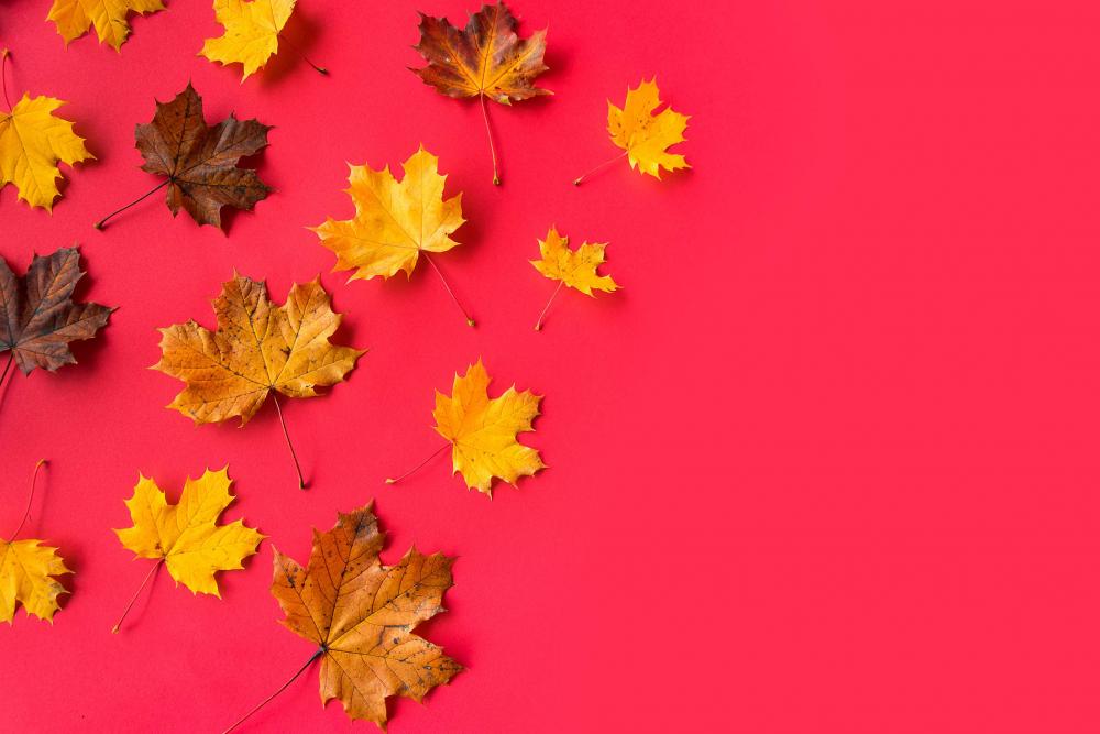 Autumn Leaves on Flat Red Background with Room for Text Autumn Leaves on Flat Red Background with Room for Text