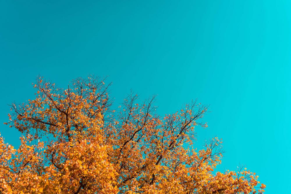 Autumn Tree Autumn Tree