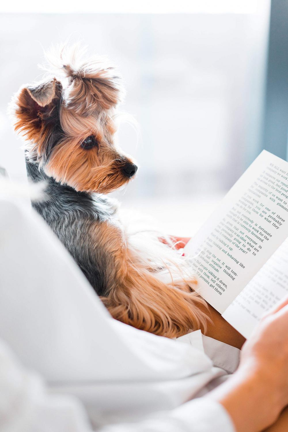Cute Dog Reading a Book Cute Dog Reading a Book