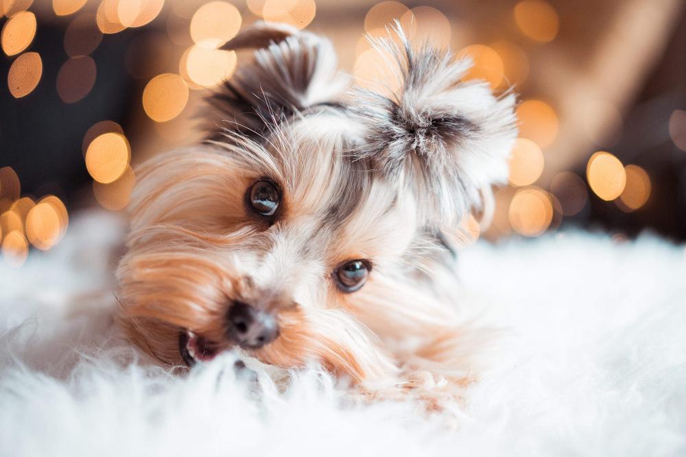 Cute Yorkshire Terrier Eating Mini Dog Snacks on Christmas Cute Yorkshire Terrier Eating Mini Dog Snacks on Christmas