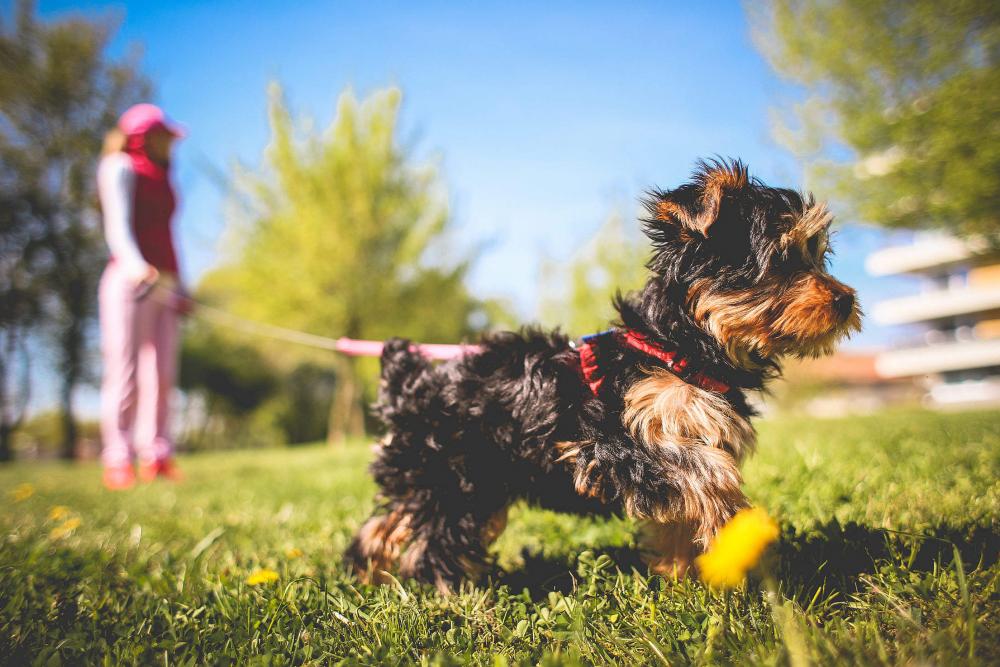 Cute Yorkshire Puppy Cute Yorkshire Puppy