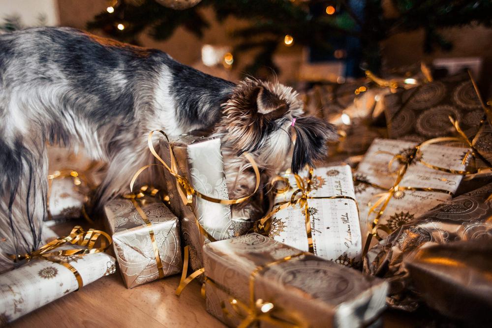 Dog Looking for Her Christmas Gifts Dog Looking for Her Christmas Gifts