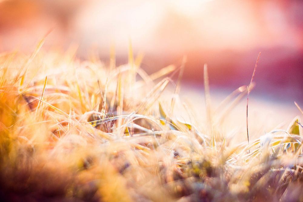 Dreamy Morning Hoarfrost on Grass Dreamy Morning Hoarfrost on Grass