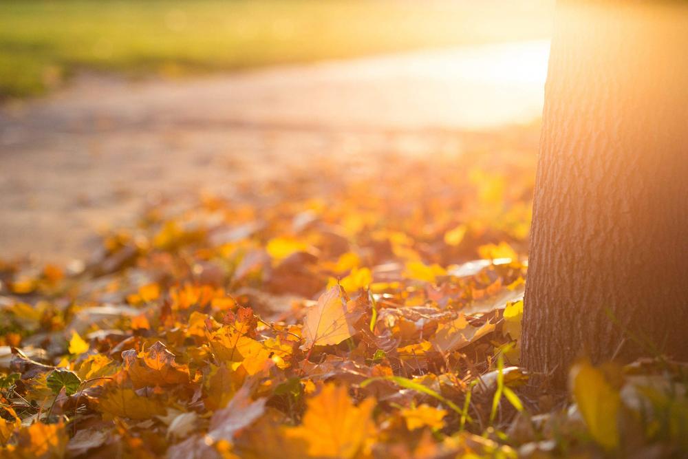 Fall Autumn Leaves on the Ground Fall Autumn Leaves on the Ground