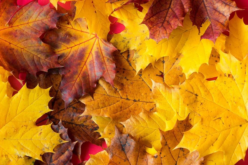 Fall Autumn Leaves Close Up Fall Autumn Leaves Close Up