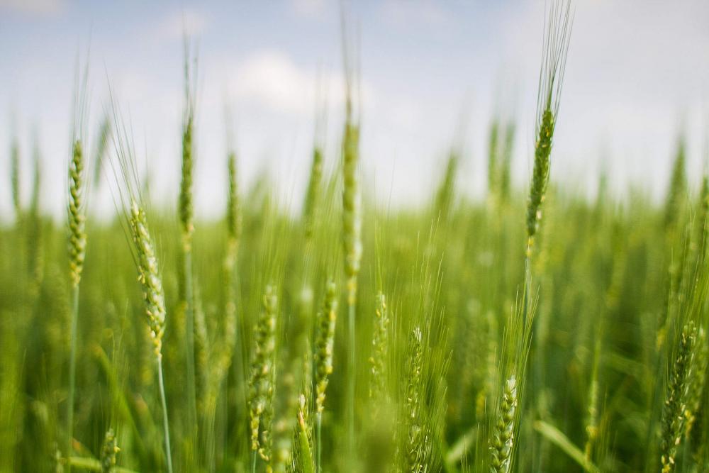 Green Grain Field Green Grain Field