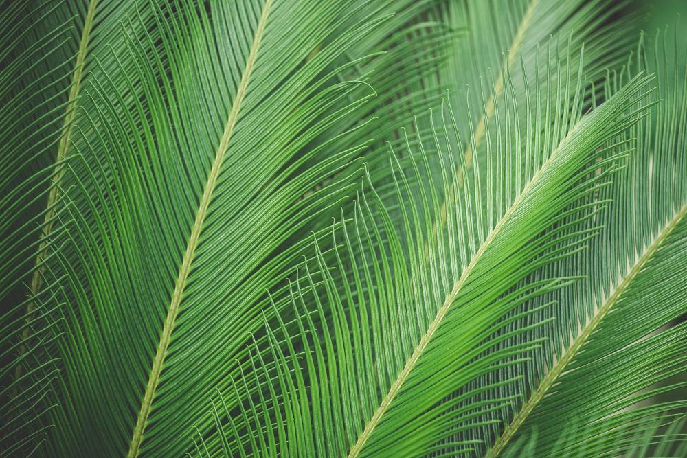 Green Palm Leaves Green Palm Leaves