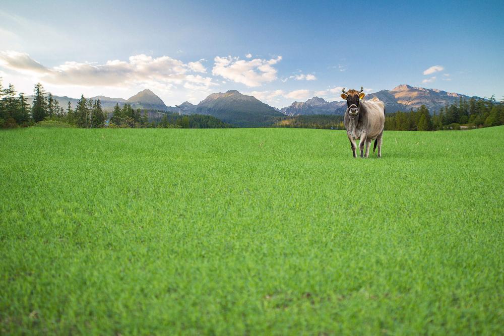 Happy Cow from Organic Farm Free Range Happy Cow from Organic Farm Free Range
