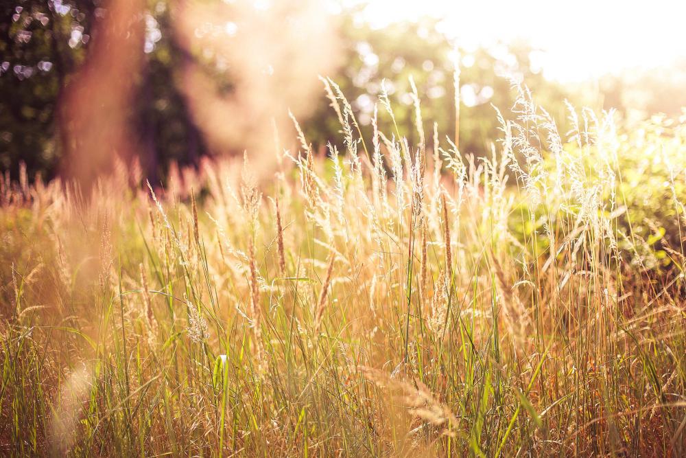 High Grass Against Sun High Grass Against Sun