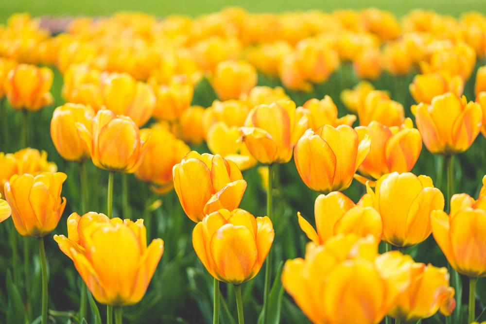 Meadow of Blooming Yellow Tulips Meadow of Blooming Yellow Tulips