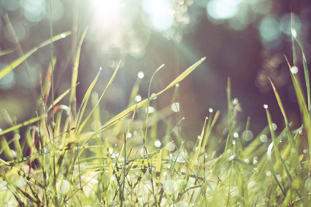 Morning Grass in Forest Morning Grass in Forest