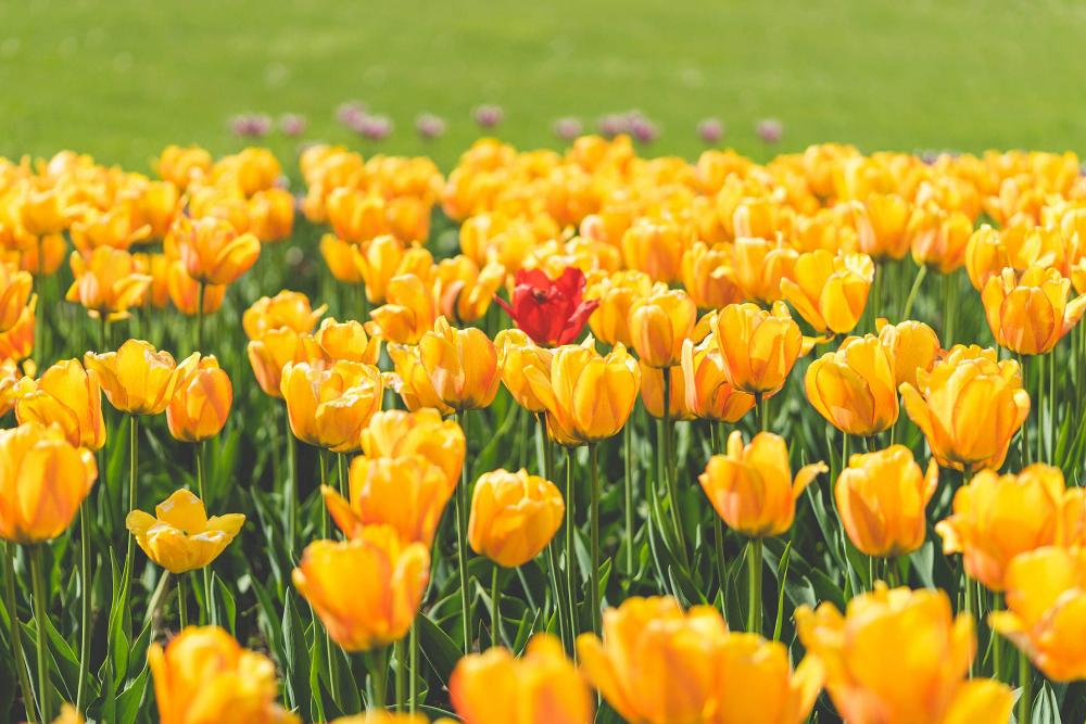 One Red Tulip Flower Surrounded by Yellow Tulips One Red Tulip Flower Surrounded by Yellow Tulips