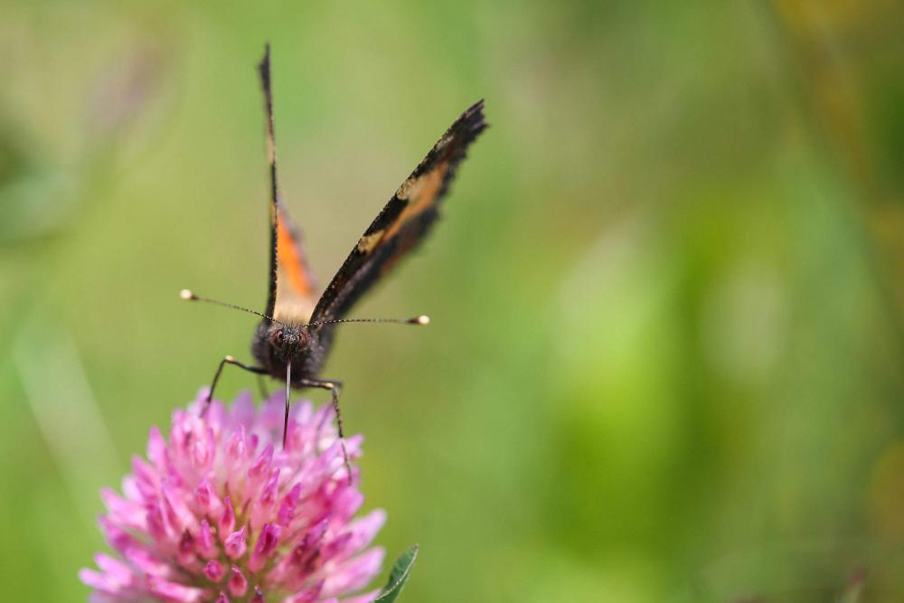 Orange Butterfly Drinking Nectar Orange Butterfly Drinking Nectar