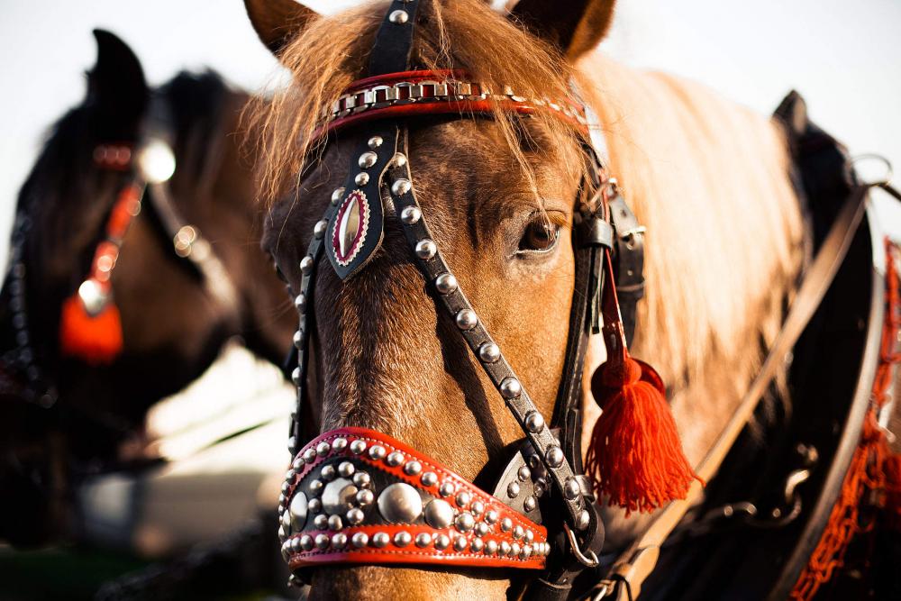 Portrait of a Horse in Harness from Horse-Drawn Carriage Portrait of a Horse in Harness from Horse-Drawn Carriage