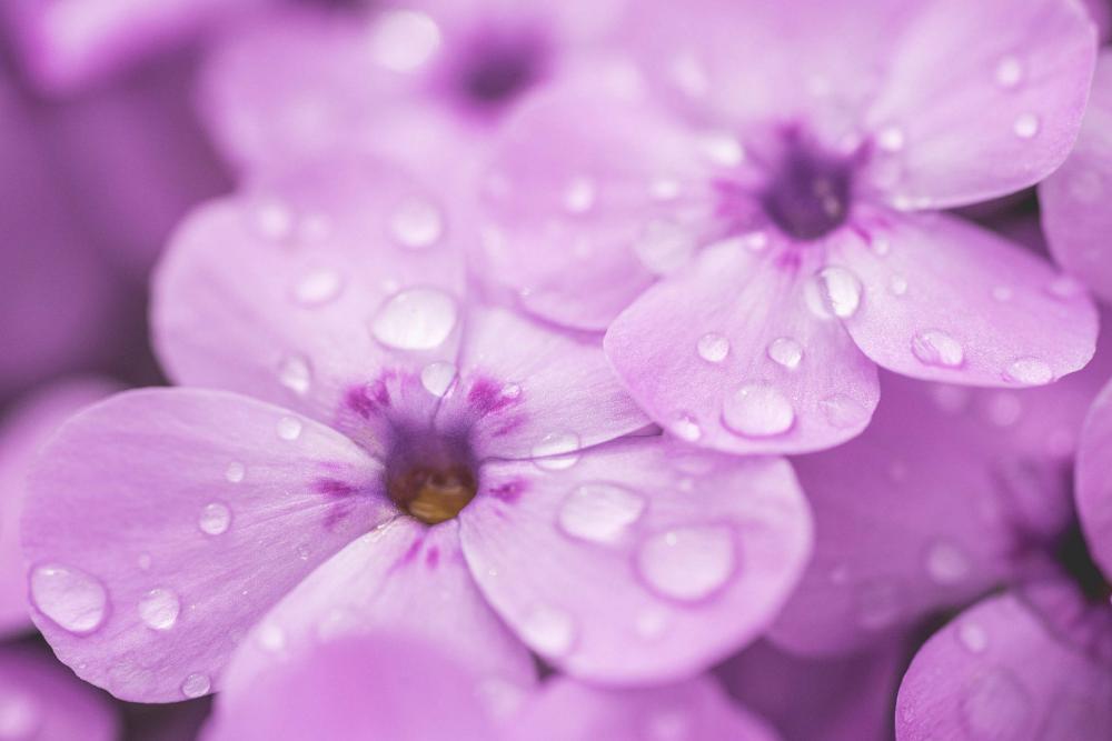 Raindrops on Violet Flower Close Up | Image Finder