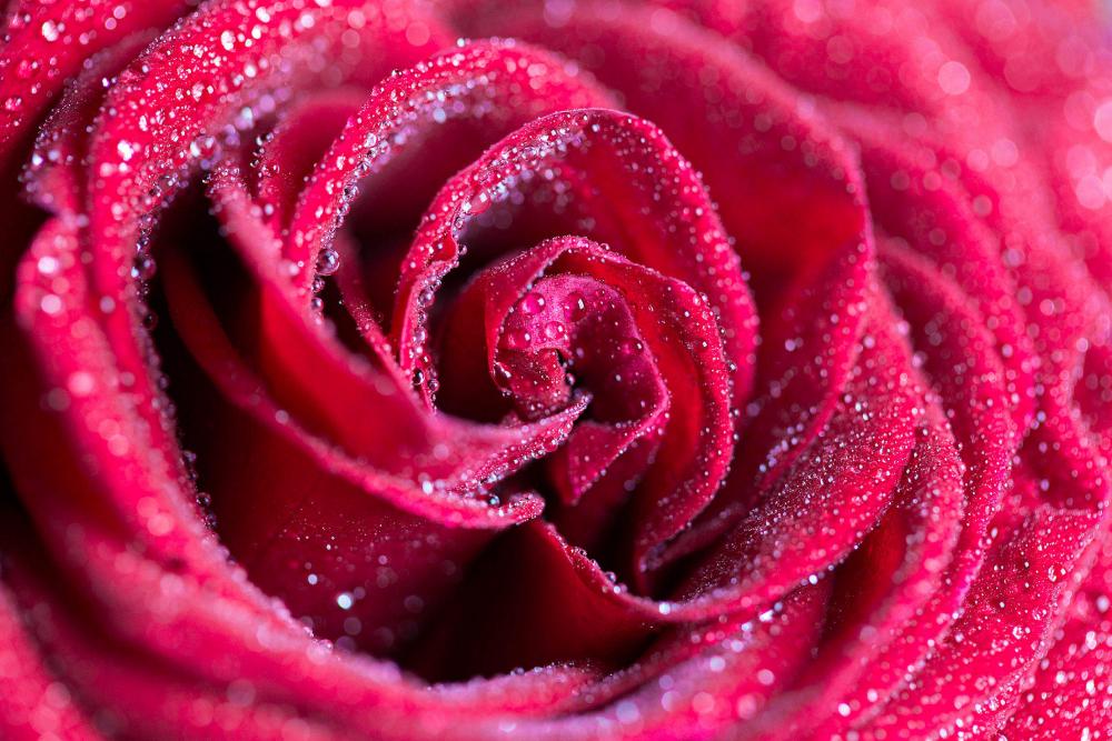 Red Rose with Drops Close Up Red Rose with Drops Close Up