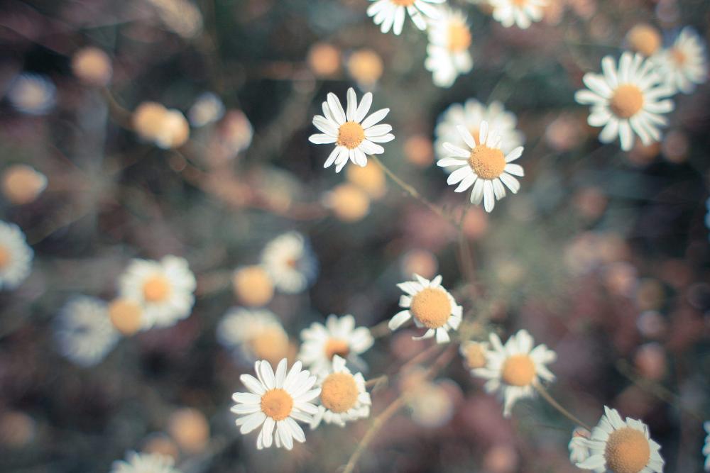 Retro Daisy Retro Daisy