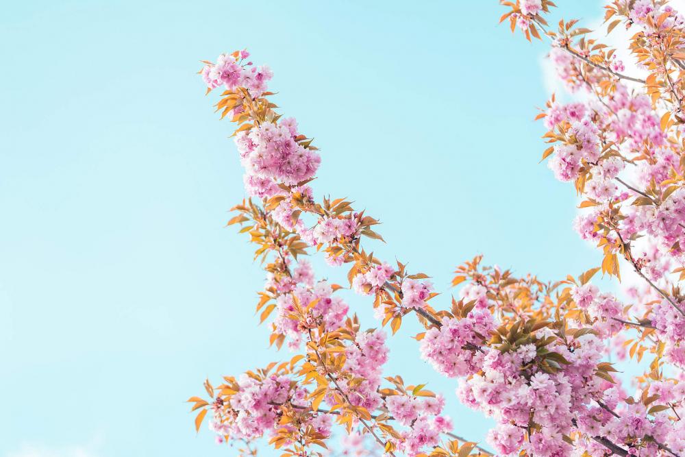 Spring Cherry Tree Blossoms Spring Cherry Tree Blossoms