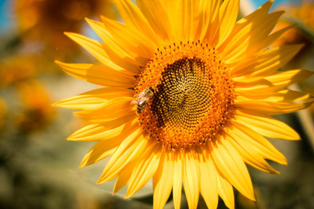 Sunflower with a Bee Sunflower with a Bee