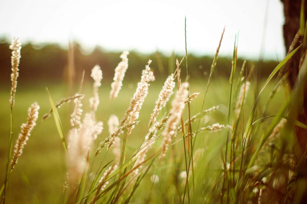 Sunset Grass Sunset Grass