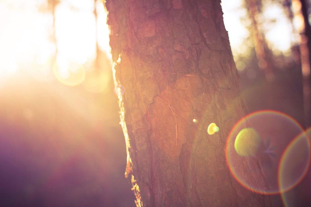 Tree in Morning Sunlights Tree in Morning Sunlights