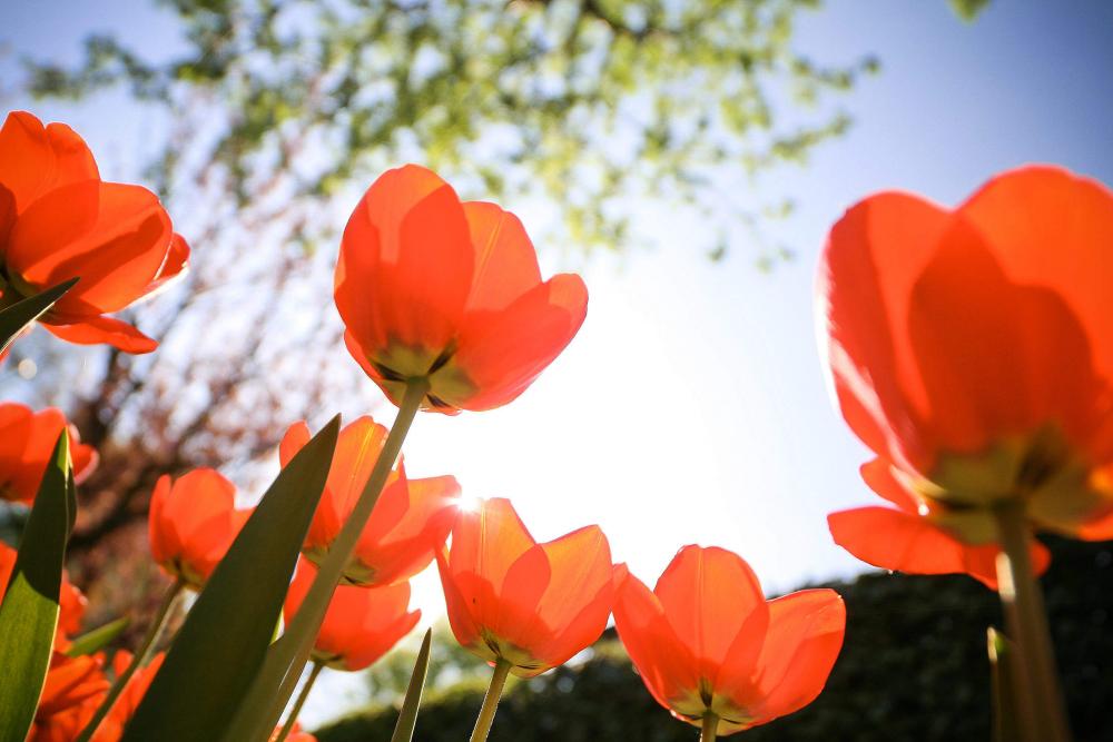 Tulips from Below Tulips from Below