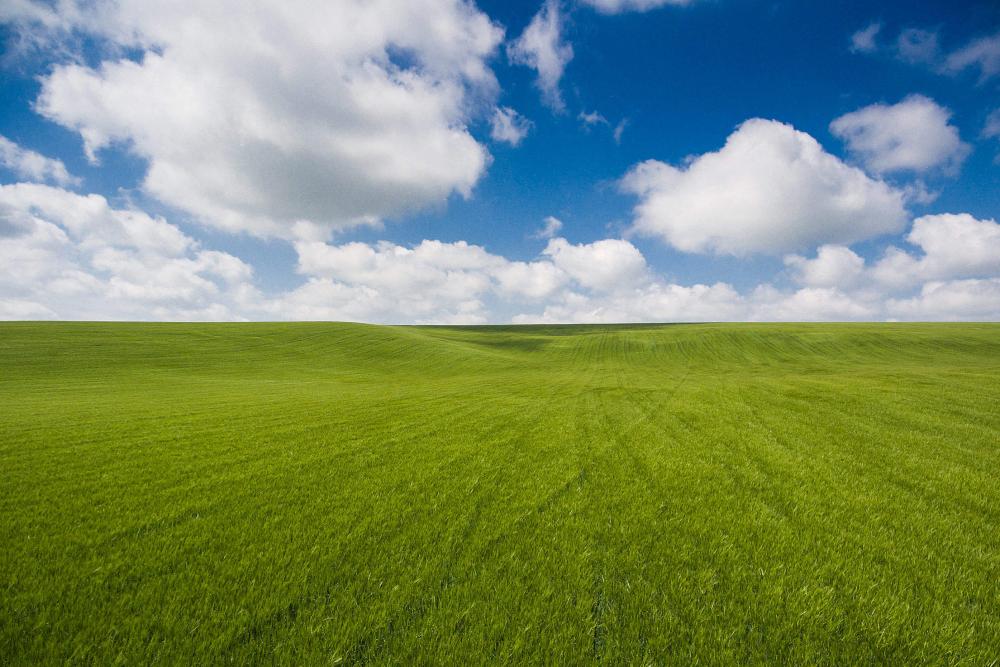 Unbelievably Clean Photo of Wheat Field with Clouds Unbelievably Clean Photo of Wheat Field with Clouds
