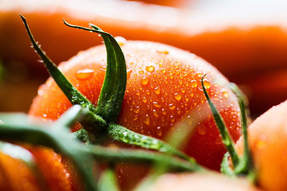 Wet Tomato Close Up Wet Tomato Close Up