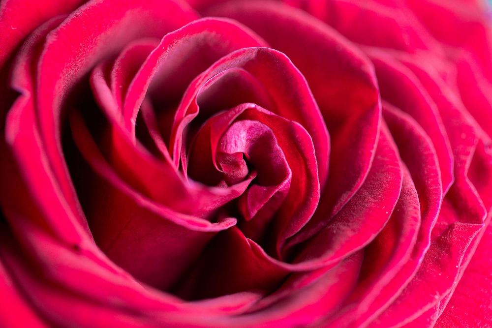 Wonderful Rose Flower Close Up Wonderful Rose Flower Close Up