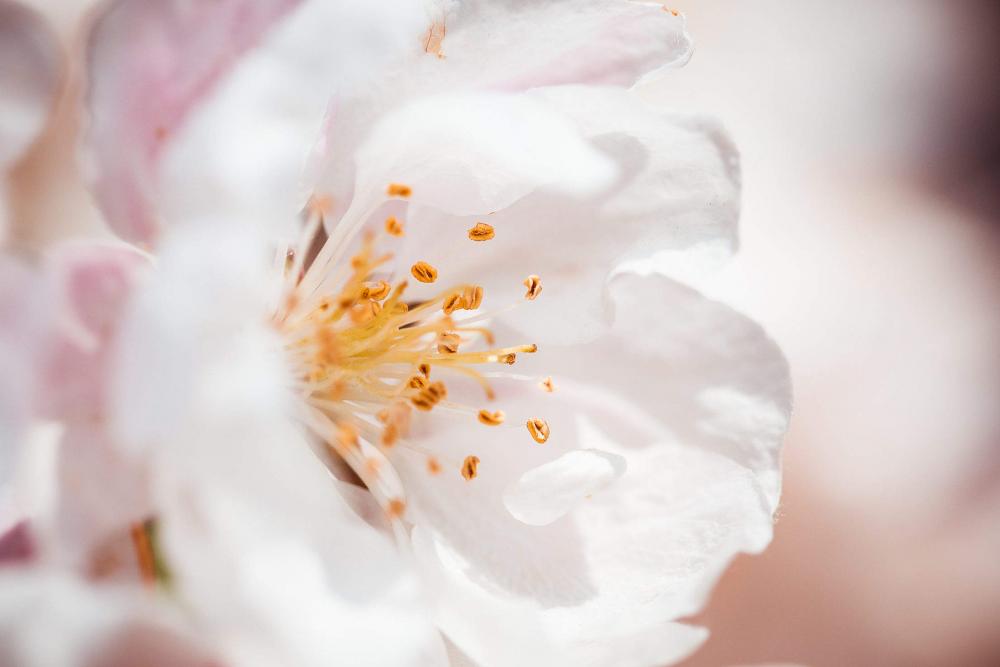 Wonderful Spring Bloom Close Up Wonderful Spring Bloom Close Up