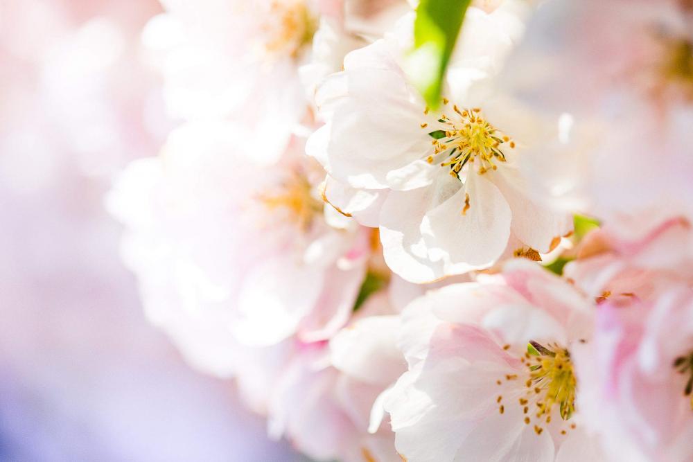 Wonderful Spring Blooms #2 Wonderful Spring Blooms #2