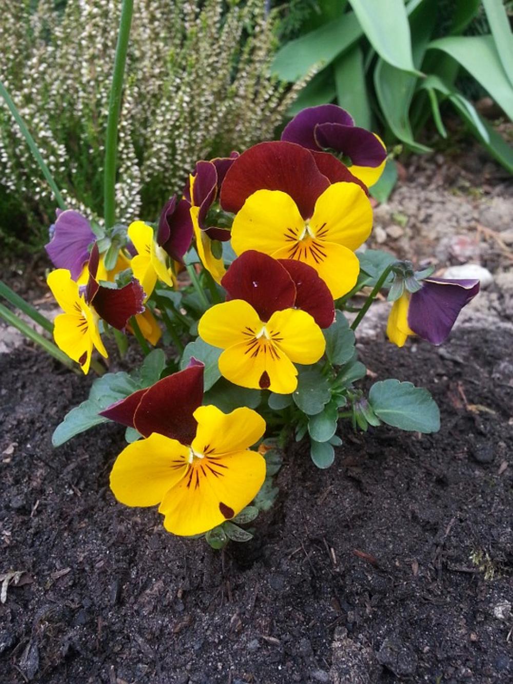 400–500 Violet Yellow Flower Blossom Bloom Spring 400–500 Violet Yellow Flower Blossom Bloom Spring