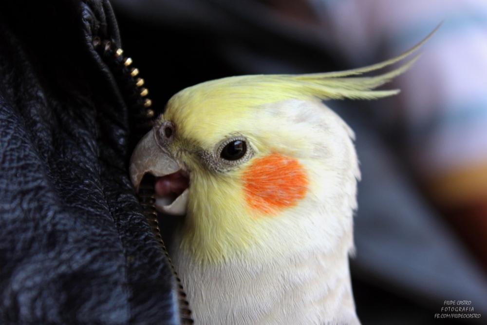 Parrot Ara Exotic Bird Beak Parrot Ara Exotic Bird Beak