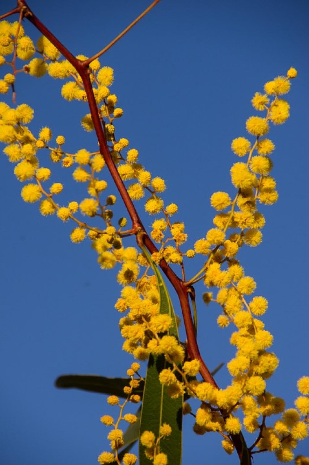Acacia Wattle Flowers Yellow Australian Native Acacia Wattle Flowers Yellow Australian Native