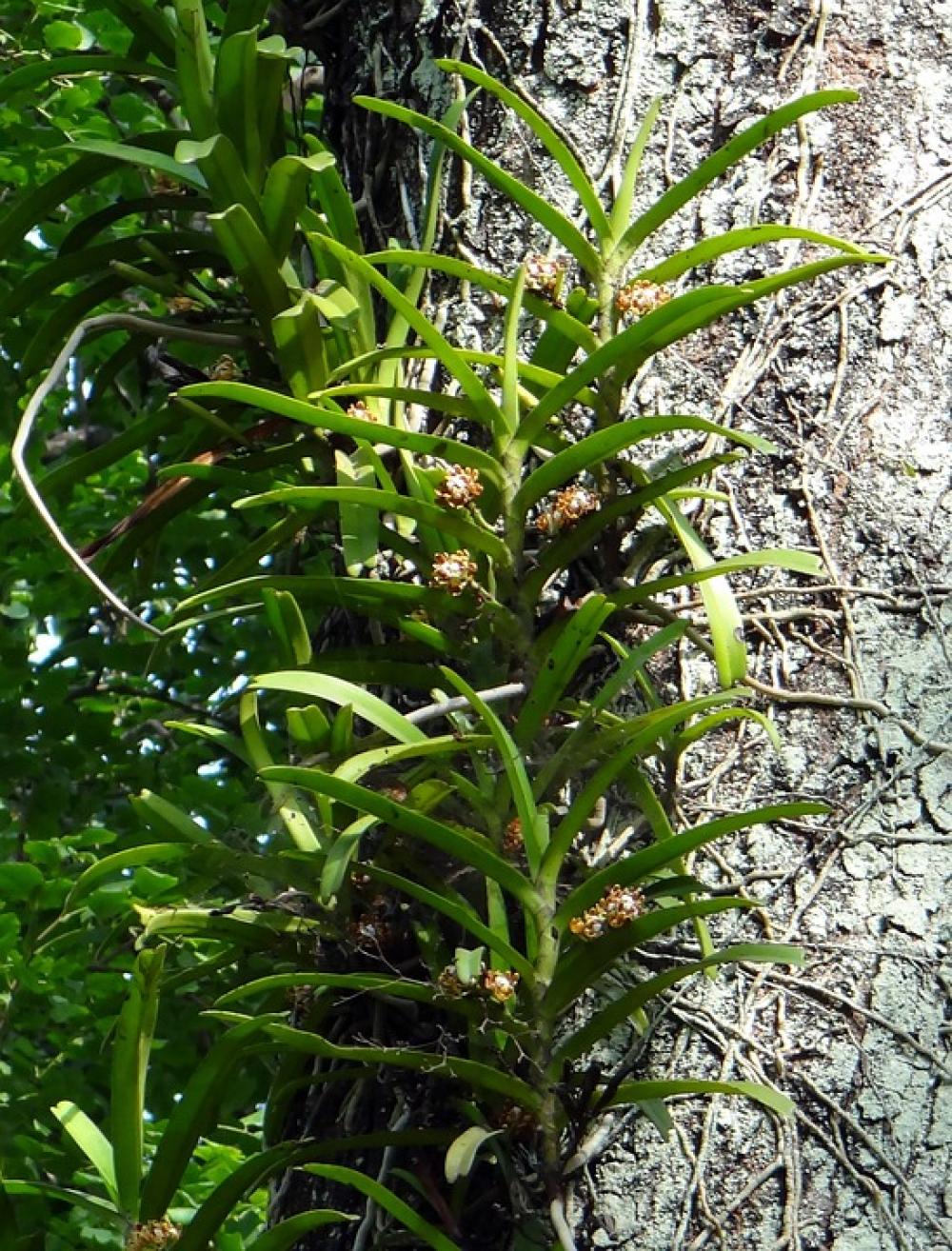 Acampe Praemorsa Orchid Epiphytic Wild Forest Acampe Praemorsa Orchid Epiphytic Wild Forest
