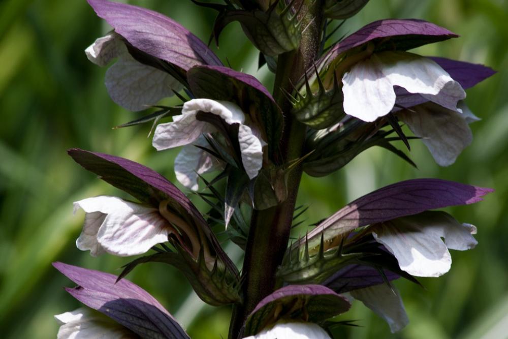 Acanthus Acanthaceae Hogweed Flora Plant Green Acanthus Acanthaceae Hogweed Flora Plant Green