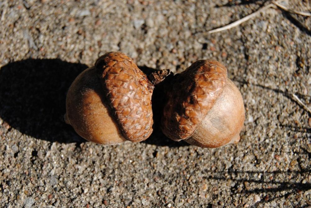 Acorn Tree Nature Oak Seed Autumn Season Acorn Tree Nature Oak Seed Autumn Season