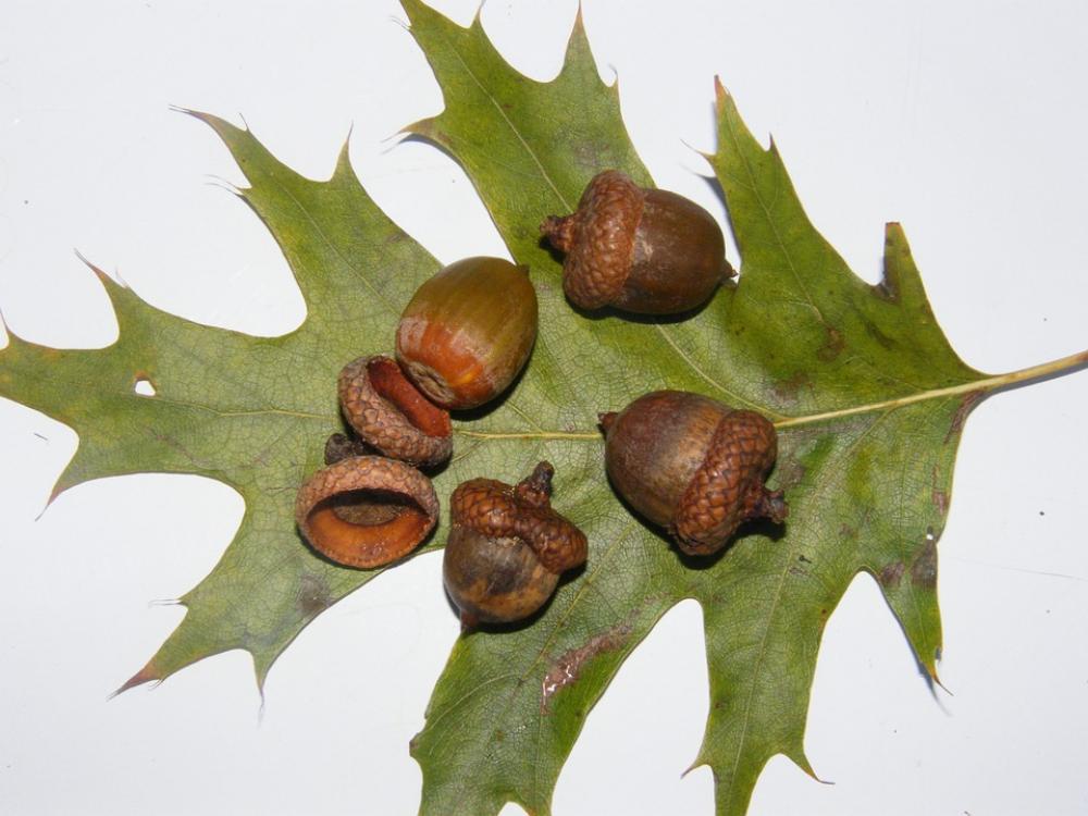 Acorns Fruits Brown Autumn Decoration Acorns Fruits Brown Autumn Decoration