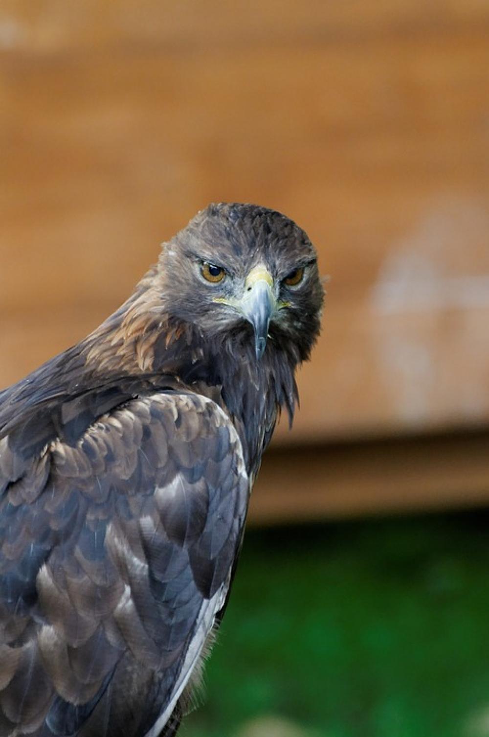 Adler Bird Of Prey Raptor Spotting Portrait Adler Bird Of Prey Raptor Spotting Portrait