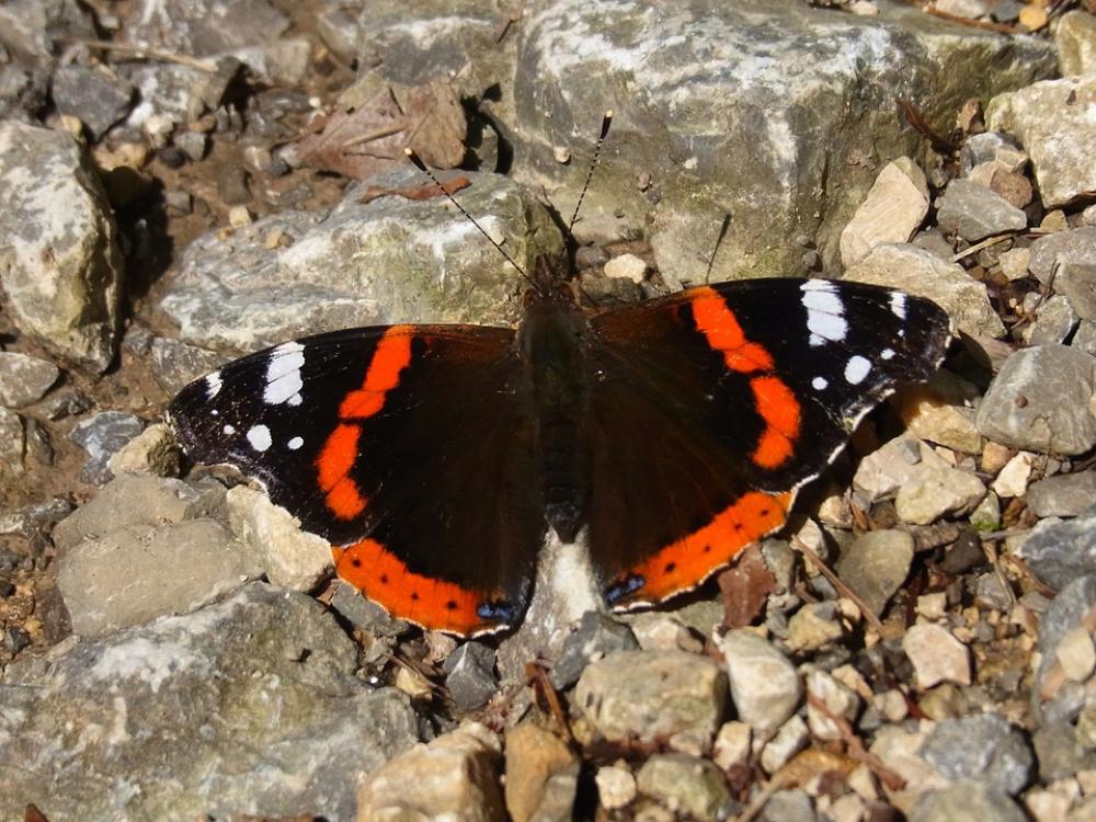 Admiral Vanessa Atalanta Butterfly Insect Animal Admiral Vanessa Atalanta Butterfly Insect Animal