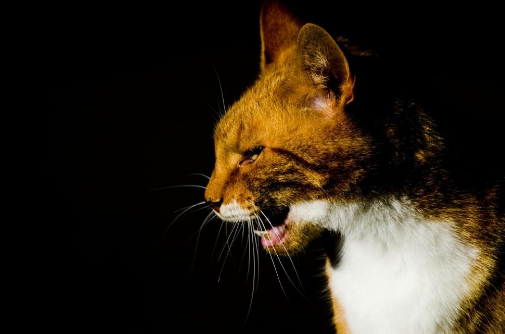 Adorable Animal Background Beautiful Shadow Cat Adorable Animal Background Beautiful Shadow Cat