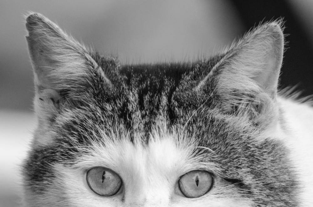 Adorable Animal Background Beautiful Shadow Cat Adorable Animal Background Beautiful Shadow Cat