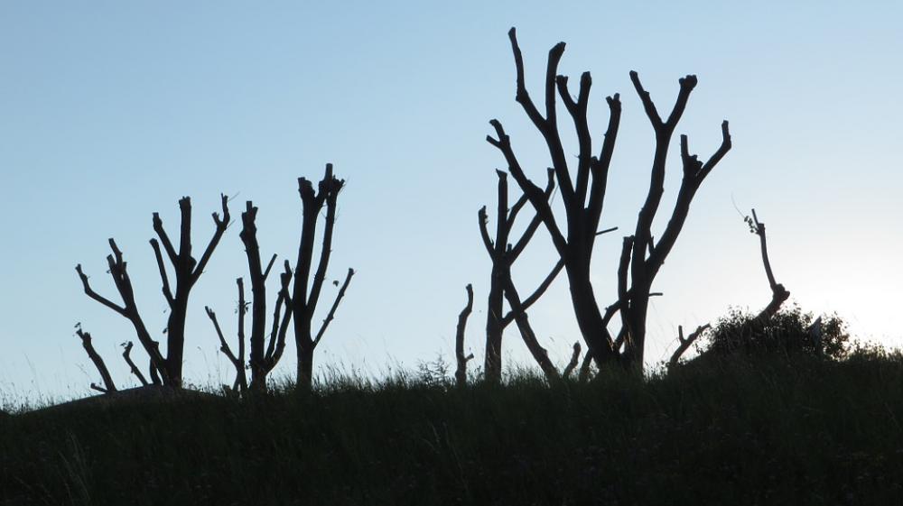 Aesthetic Tree Nature Branches Tribe Gnarled Aesthetic Tree Nature Branches Tribe Gnarled