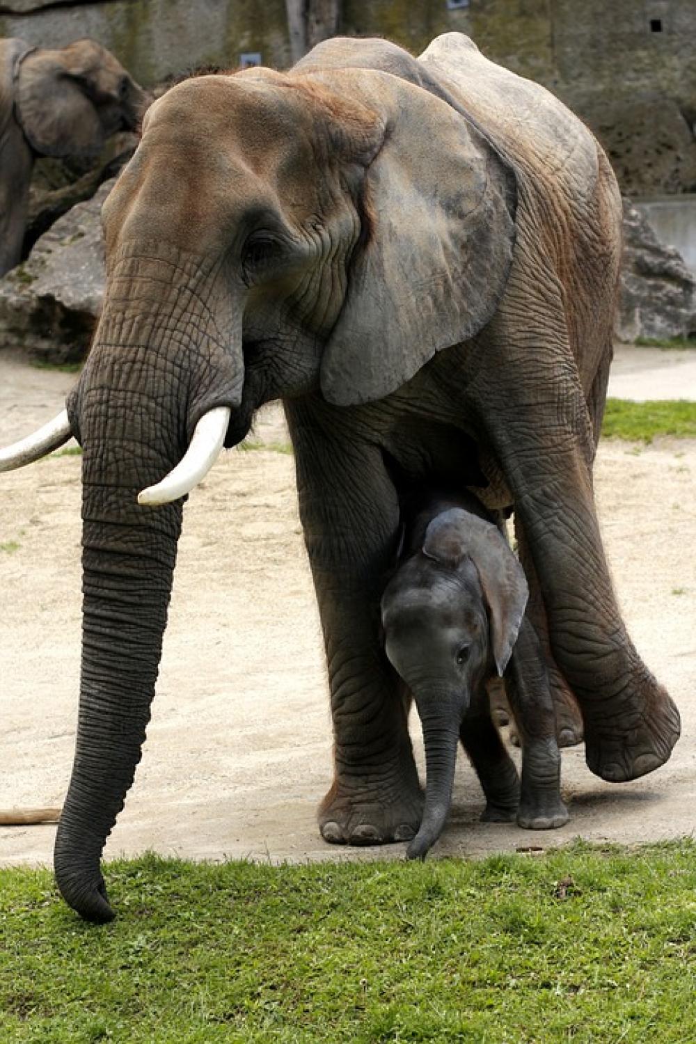 African Bush Elephant Mother With Young African Bush Elephant Mother With Young