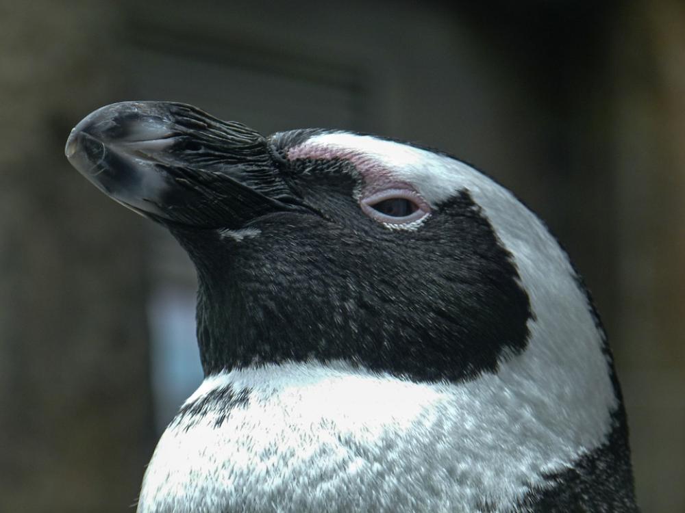 African Penguin Aves Head Spheniscus Demersus Bird African Penguin Aves Head Spheniscus Demersus Bird
