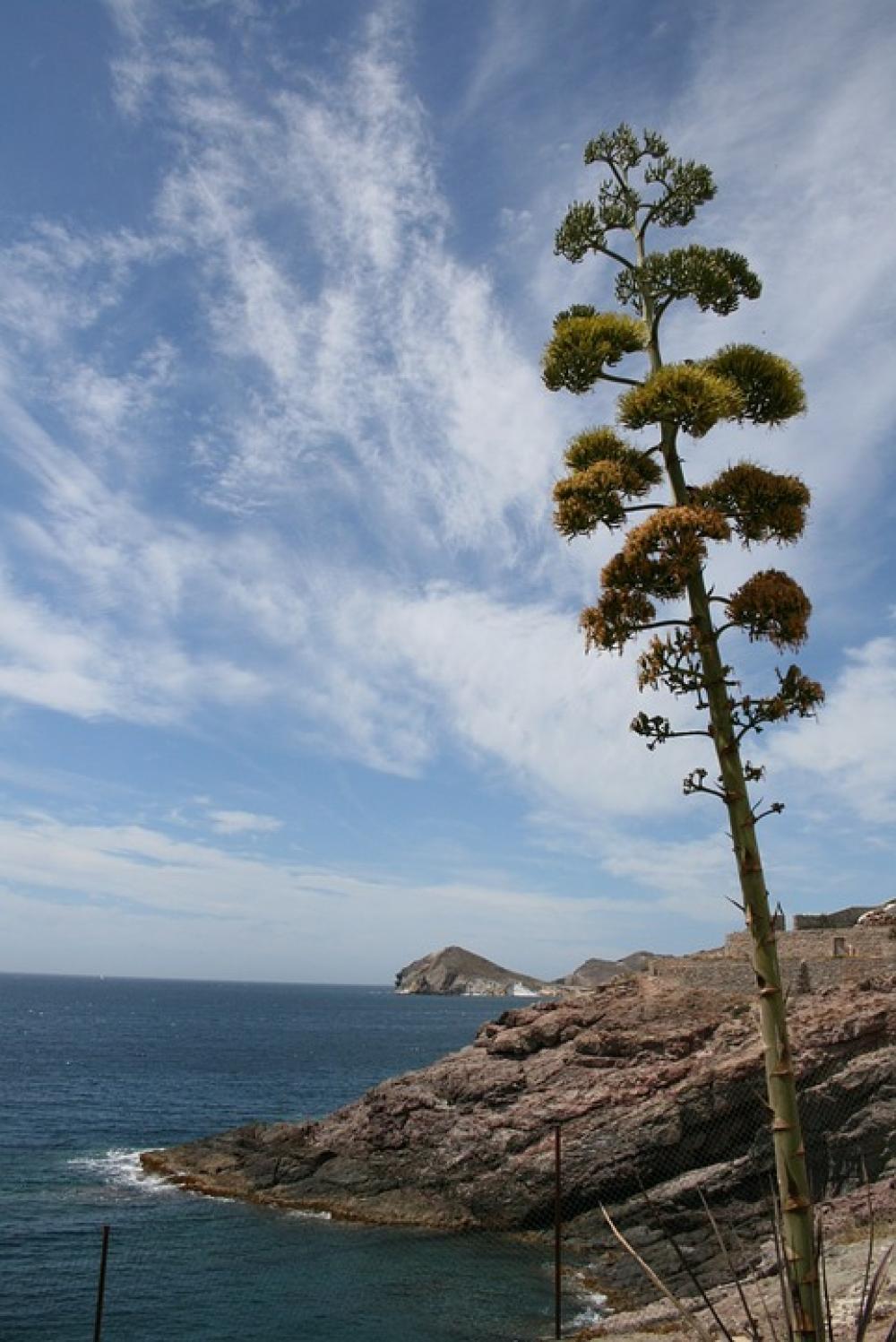 Agave Flowering Henequen Cabo De Gata Almeria Agave Flowering Henequen Cabo De Gata Almeria