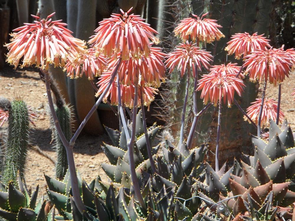 Agave Blossom Bloom Bloom Plant Flower Agave Blossom Bloom Bloom Plant Flower